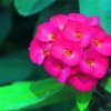 Pink Crown Of Thorns paint by number