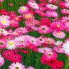 Pink Paper Daisies paint by number