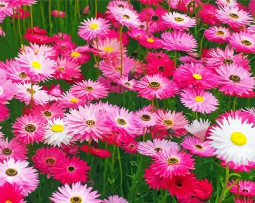 Pink Paper Daisies paint by number