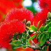 Pohutukawa paint by number