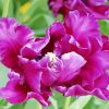 Purple Parrot Tulip paint by number