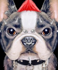 Rock French Bulldog With Collar paint by number
