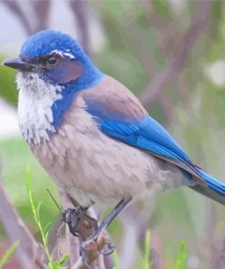 Scrub Jays Paint by number