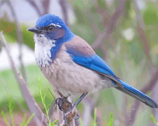 Scrub Jays Paint by number