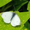 White Butterfly On Leaf paint by number