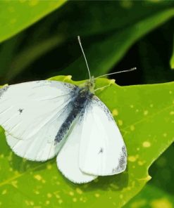 White Butterfly On Leaf paint by number