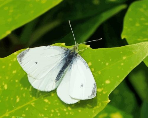 White Butterfly On Leaf paint by number