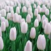 White Tulips Flowers Field paint by number