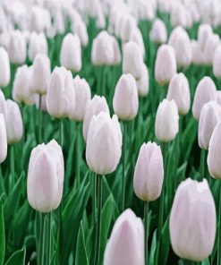 White Tulips Flowers Field paint by number