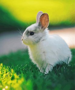White Small Rabbit paint by number