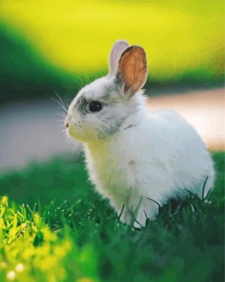 White Small Rabbit paint by number