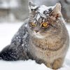 Winter Cats paint by number
