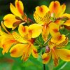 Yellow Astromelias Flowering Plants paint by number