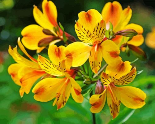 Yellow Astromelias Flowering Plants paint by number