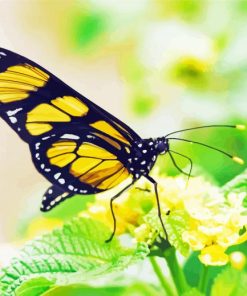 Yellow Monarch Butterfly On Flower paint by number