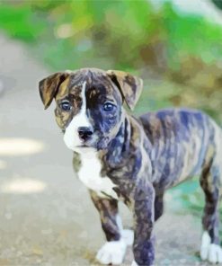 Aesthetic Pit Bull Puppy Paint by number