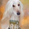 Afghan Hound Dog paint by number