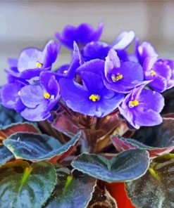 African Violet Flowers paint by number
