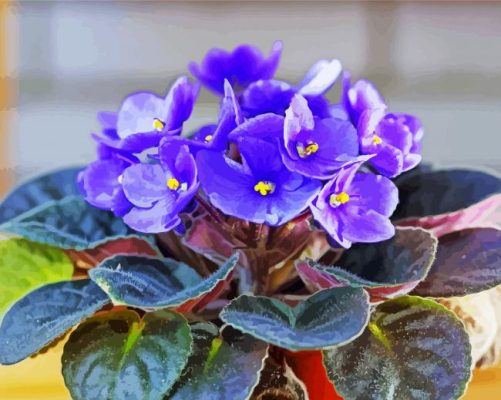 African Violet Flowers paint by number