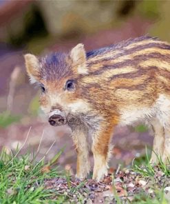Baby Wild Pig paint by number