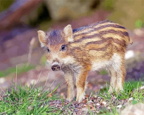 Baby Wild Pig paint by number