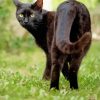 Black Cat In Grass paint by number