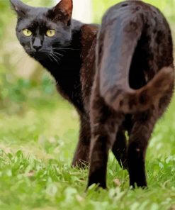 Black Cat In Grass paint by number