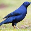 Blue Bowerbird paint by number