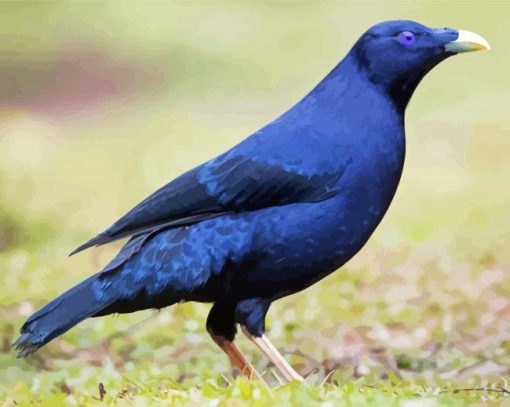 Blue Bowerbird paint by number