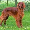 Brown Red Setter Paint by number