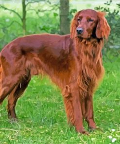 Brown Red Setter Paint by number