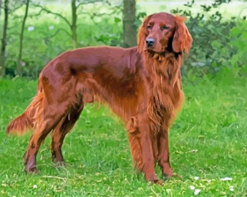 Brown Red Setter Paint by number