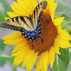 Butterfly With Sunflower paint by number