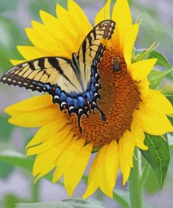 Butterfly With Sunflower paint by number