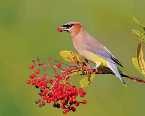 Cedar Waxwing Eating Berries paint by number