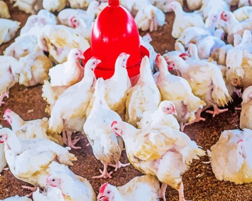 Chickens And Farming paint by number