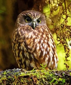 Cool Morepork paint by number