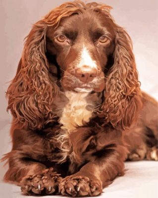 Cool Working Cocker Spaniel paint by number