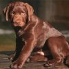 Cute Chocolate Labrador Retriever paint by number