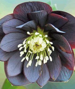 Gothic Flower paint by number