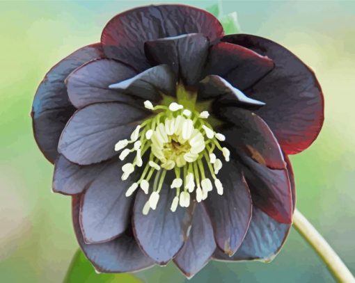 Gothic Flower paint by number