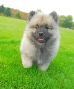 Grey Keeshond Puppy paint by number
