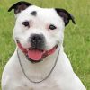 Happy White Staffie Dog paint by number