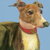 Italian Greyhound Dog paint by number