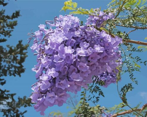 Jacaranda Tree Plant paint by number