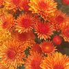 Peachy Fall Flowers paint by number