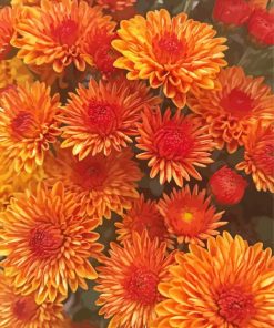 Peachy Fall Flowers paint by number