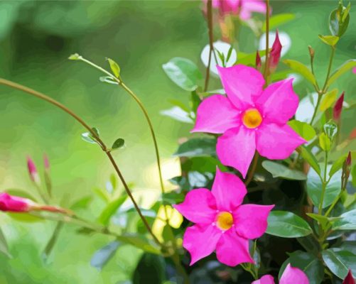 Pink Mandevilla paint by number