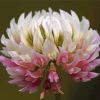 Pink And White Clover Flower paint by number
