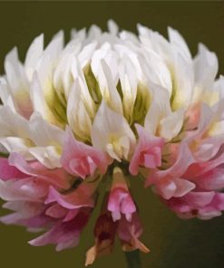 Pink And White Clover Flower paint by number